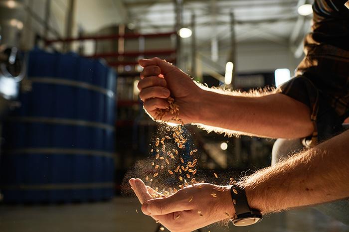 A brewer handling grain in a brewery with beer fermentation tanks in the background 