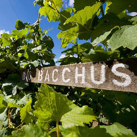 A sign reading 'Bacchus' among some vines in a vineyard