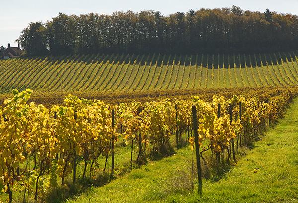 Image for 5 Amazing Facts About UK Wine (And Why It's Growing Fast)